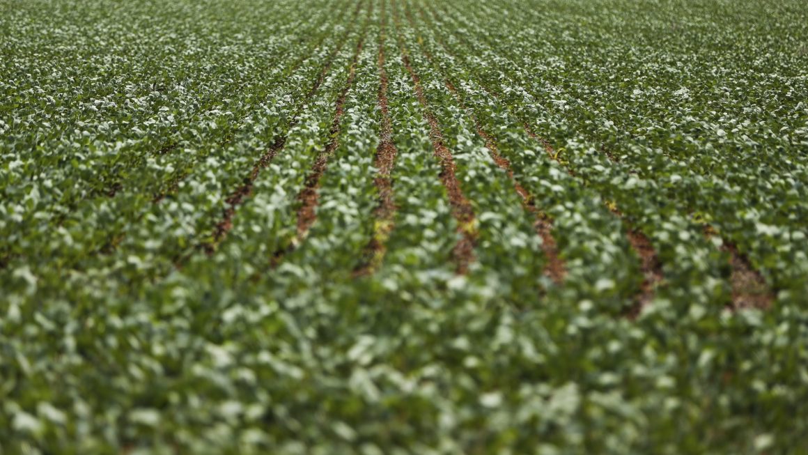 Conheça os 10 municípios com agricultura mais valiosa do Brasil