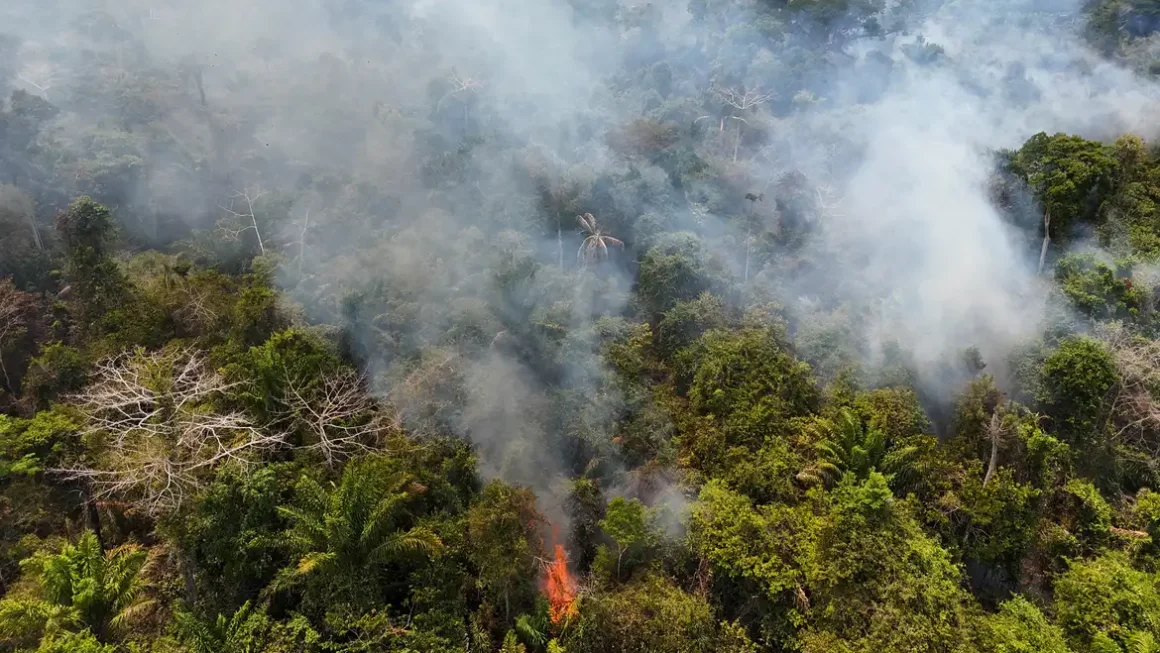Cobertura florestal mundial perde 3,7 milhões de hectares em 2023
