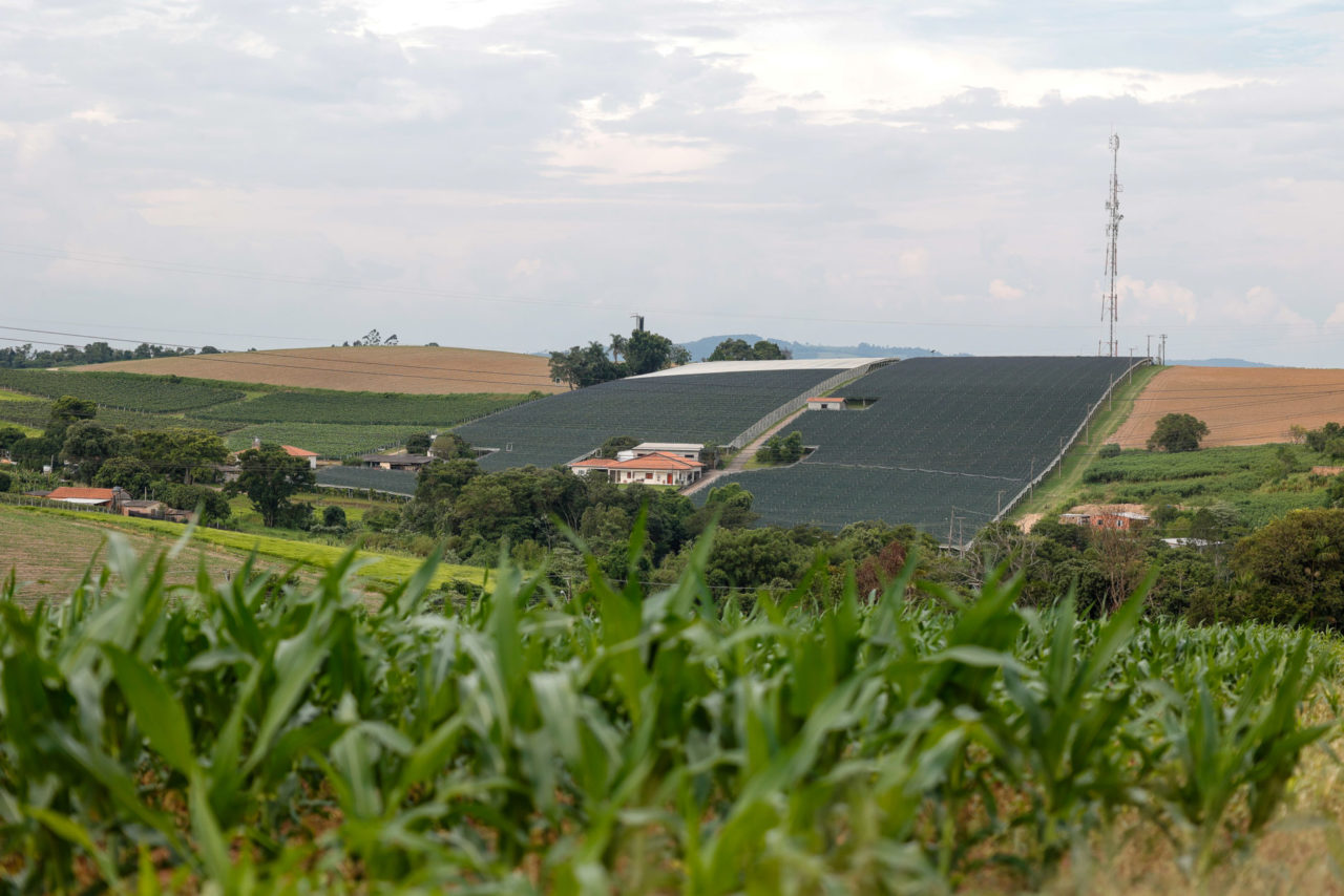 Cultivo protegido tem subsídio da Prefeitura de Jundiaí e já atendeu a mais de 50 produtores rurais da cidade, desde seu lançamento, em 2022. Fonte: Prefeitura de Jundiaí