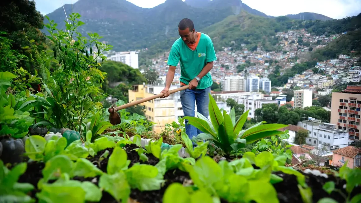 Lei moderna planeja estimular a produção de alimentos nas cidades