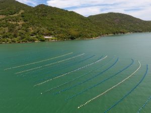 Introdução da maricultura em Santa Catarina; UFSC é uma das instituições responsáveis