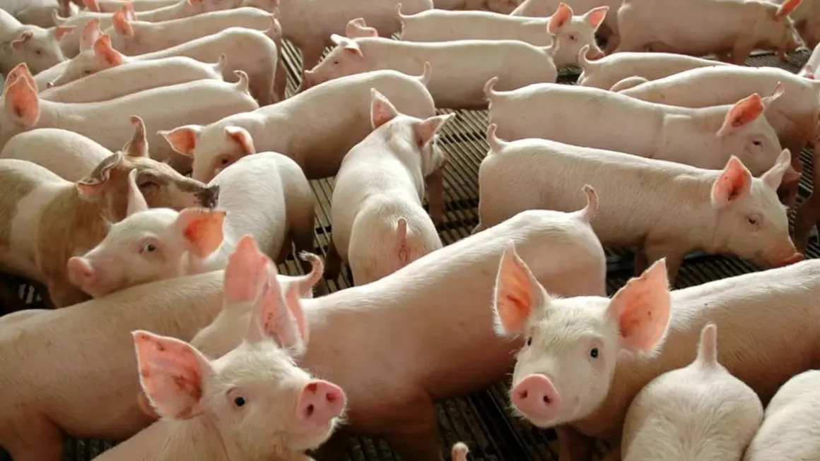 Chile passará a importar carne suína do Paraná