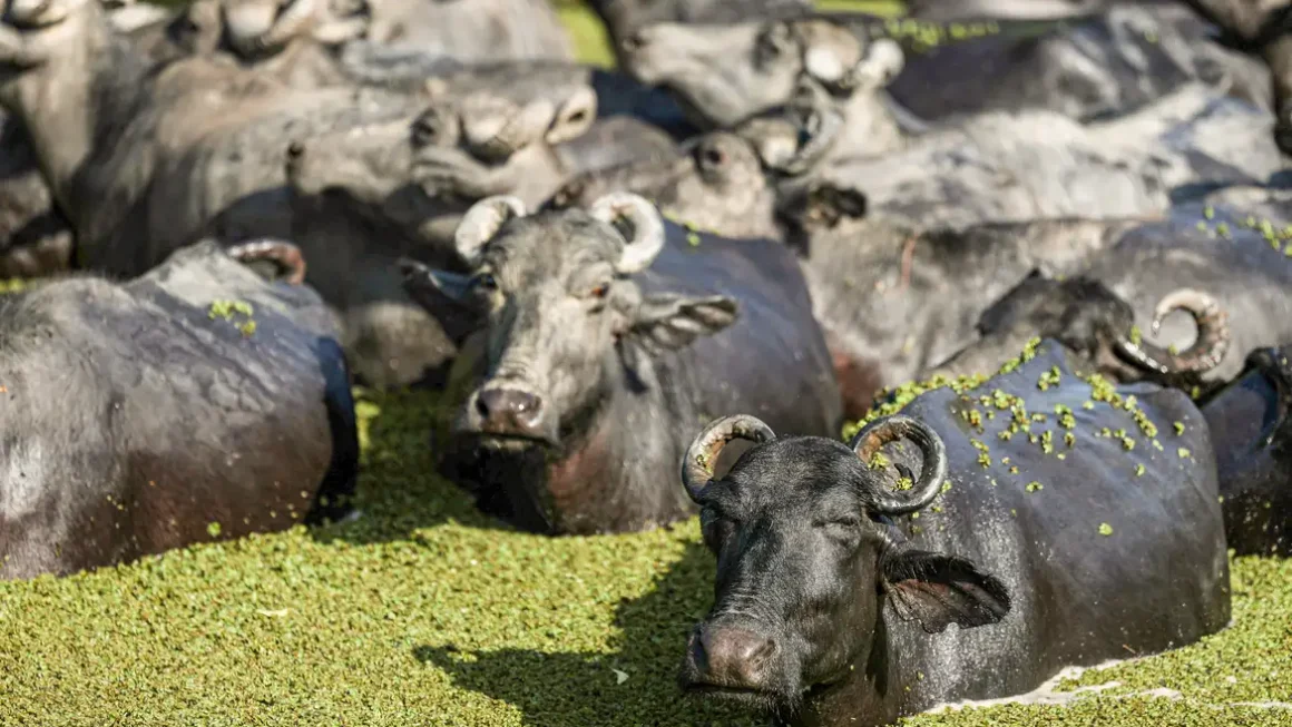 Fazendeiro planeja criar “universidade do búfalo” na Ilha de Marajó
