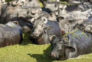 Fazendeiro planeja criar “universidade do búfalo” na Ilha de Marajó