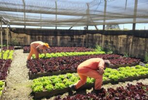 SEGURANÇA PÚBLICA | Governo do Estado RS amplia projetos de horticultura prisional e chega a quase 8 toneladas de alimentos doados em 2025