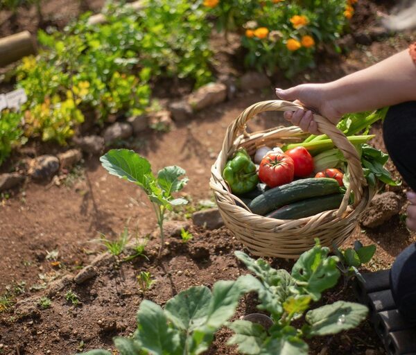 SECRETARIA DE FUNDOS | FNO destina R$ 2,1 bilhões para microcrédito e fortalece agricultura familiar