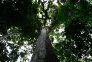CNM alerta: nova Lei Geral do Licenciamento Ambiental exige adequações imediatas dos Municípios
