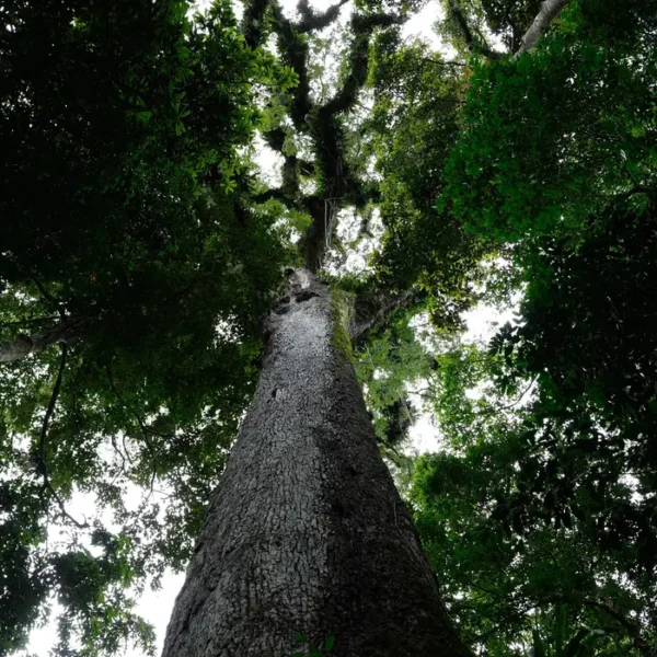 CNM alerta: nova Lei Geral do Licenciamento Ambiental exige adequações imediatas dos Municípios