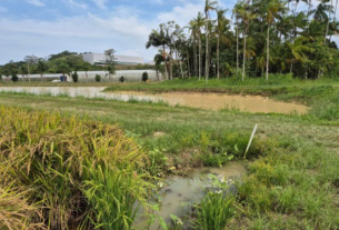 SANTA CATARINA | No Dia Mundial da Água, projeto da Epagri em Itajaí mostra caminhos para a autossuficiência hídrica na lavoura de arroz