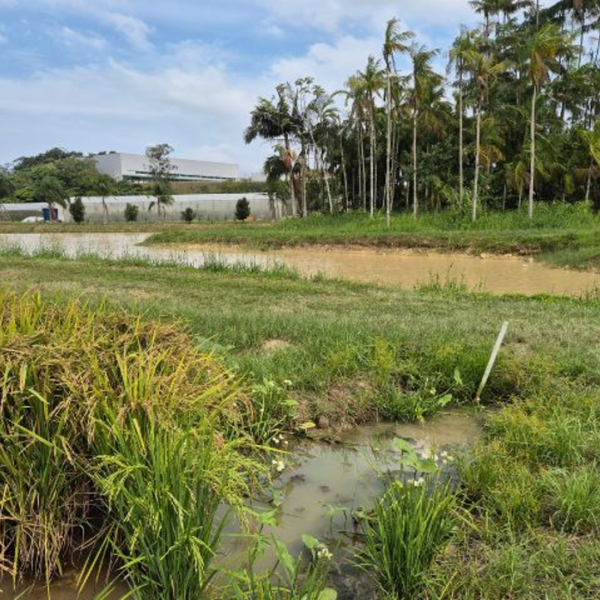 SANTA CATARINA | No Dia Mundial da Água, projeto da Epagri em Itajaí mostra caminhos para a autossuficiência hídrica na lavoura de arroz