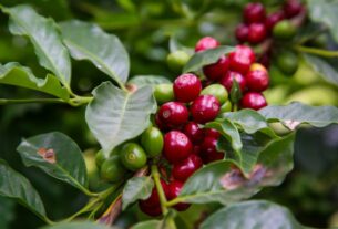 De Cafelândia a Palmital: conheça 10 cidades paulistas que nasceram do agro