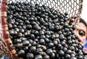China facilita exportação de polpas e frutas congeladas brasileiras