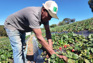 AGRO | Saiba como vender produção rural a órgãos públicos
