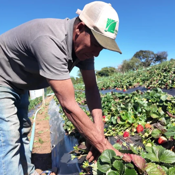 AGRO | Saiba como vender produção rural a órgãos públicos