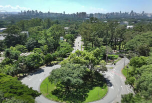 Prefeitura se aproxima de meio milhão de árvores plantadas desde 2021 e reforça estratégia contra ilhas de calor