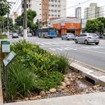 Jardim de chuva instalado em calçada urbana para captação e infiltração sustentável de águas pluviais