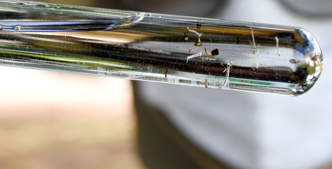 Aedes aegypti: 49% dos municípios avaliados estão em situação de alerta ou risco