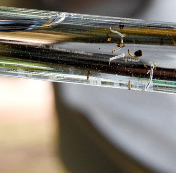 Aedes aegypti: 49% dos municípios avaliados estão em situação de alerta ou risco